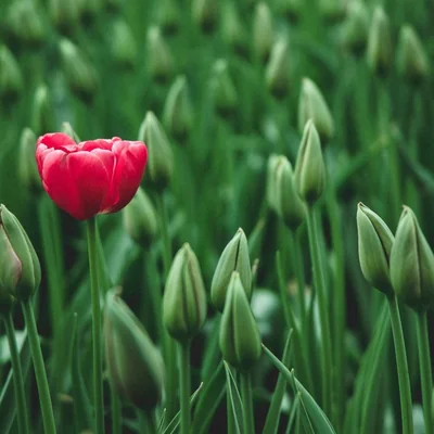 Castopod supports the Podcast:GUID tag